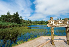 Shinsen Marshland Nature Watching